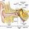 Anatomy of Hearing