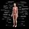 Anatomy of Human Body Labeled