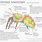 Anatomy of a Jumping Spider