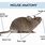 Anatomy of a Mouse