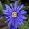 Anemone Blanda Flower