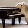 Animals Playing Piano