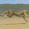 Animated Cheetah Running Fast