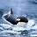 Antarctic Orca