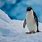 Antarctica Animals Penguins