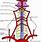 Anterior Spinal Arteries