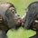 Ape Kiss