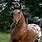 Appaloosa Horse Photos