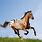 Appaloosa Horse Pictures Free