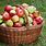 Apple Basket