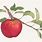 Apple Botanical Drawings