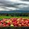Apple Farms New York
