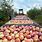 Apple Farms in Maryland