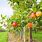 Apple Fruit Farm