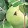 Apple Maggot Fly