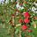 Apple Orchard Harvest Tree