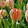 Apricot Parrot Tulip