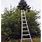 Arborist Ladder