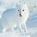 Arctic Fox Winter