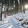Ardennes Forest Winter