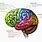 Areas of Cerebral Cortex