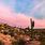 Arizona Desert Cactus Sunset