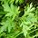Artemisia Argyi Plant