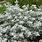 Artemisia Stelleriana Silver Brocade