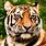 As Beautiful Tiger Wallpaper
