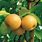 Asian Pear Fruit Tree