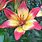 Asiatic Lily Colors