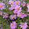 Aster Wood's Pink