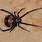Australian Black Widow Spider