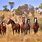 Australian Horses