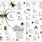 Australian Spiders List