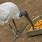 Australian White Ibis Diet