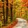 Autumn Forest Pictures