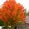 Autumn Glory Maple Tree