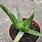 Baby Aloe Vera Plant