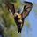 Baby Bat Flying