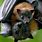 Baby Bat Mother