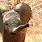 Baby Elephant Ears