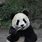 Baby Panda Eating Bamboo