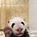 Baby Panda Waving