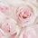 Baby Pink Roses Wallpaper