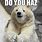 Baby Polar Bear Meme