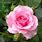 Baby Rose Flower