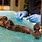 Baby Sea Otter Rescued