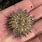 Baby Sea Urchin