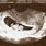 Baby Sonogram at 8 Weeks